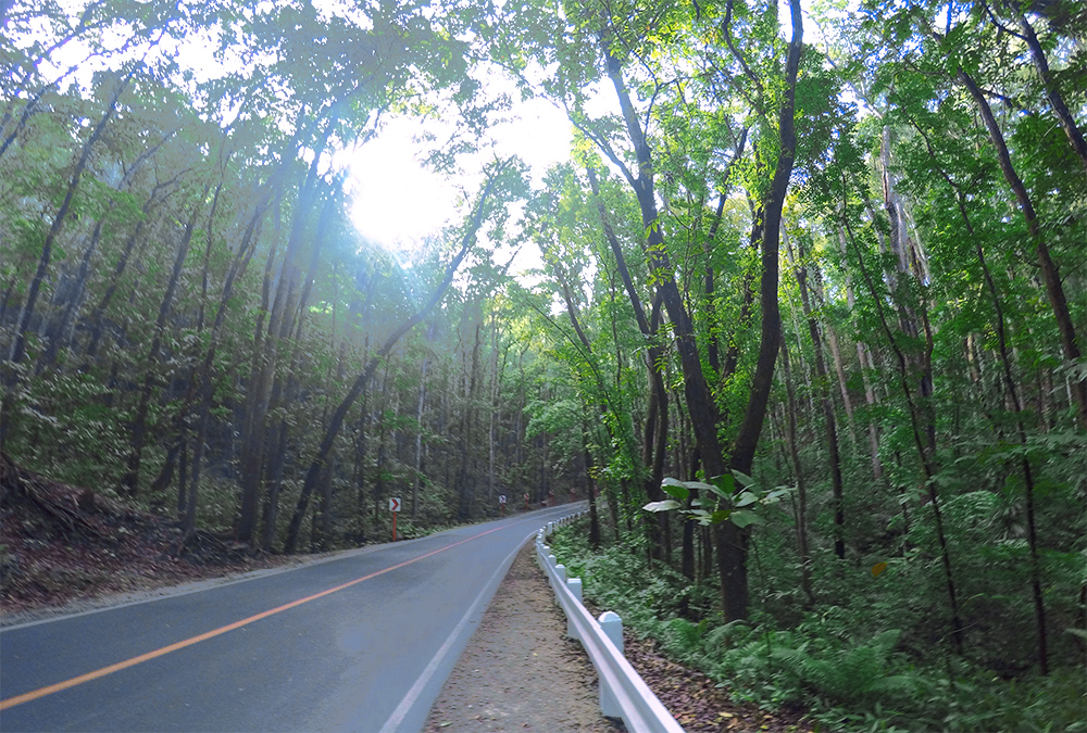 Bilar-man-made-forest-Bohol