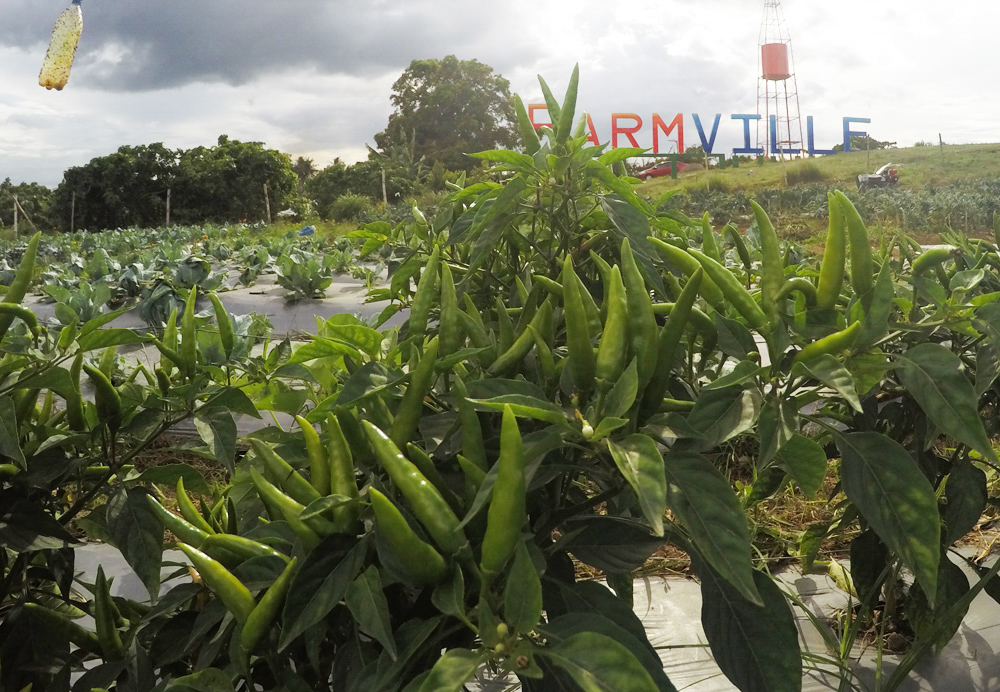 glamping-farmville