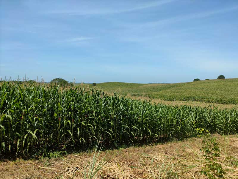 Ilagan Isabela Corn Farm