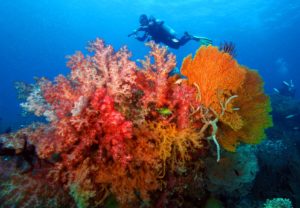 CORON DIVING, DISCOVERY FLEET