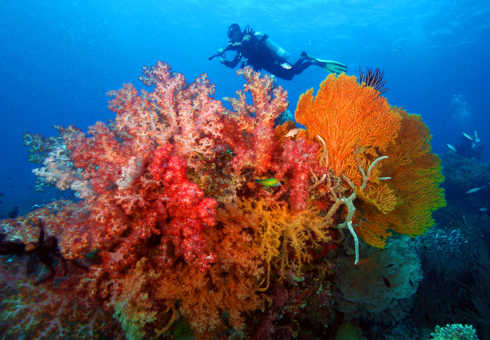 CORON DIVING, DISCOVERY FLEET