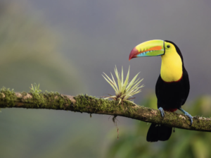 Costa Rica's Top 5 Reasons to Visit