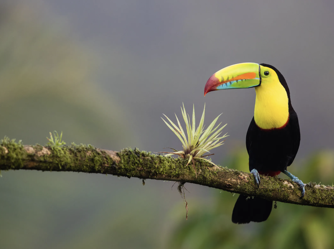 Costa Rica's Top 5 Reasons to Visit